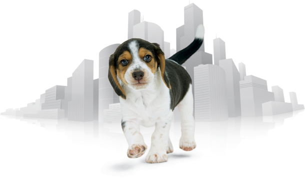 CityFido Prepaid Dog