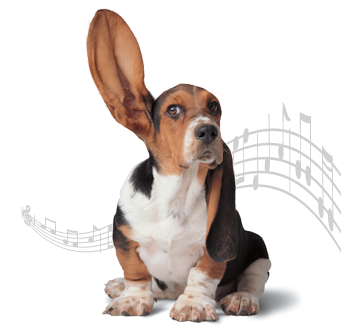 Ringbacks Dog image