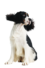 Smart Dog