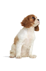 Standard Dog