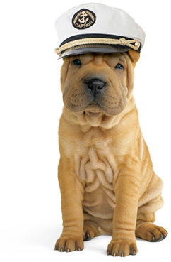 Travelling Dog