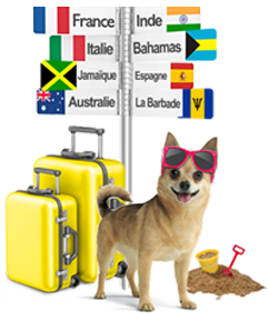 Travelling Dog